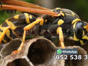 Pest Control Services Near Me Dubai 0525383175