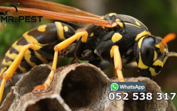 Pest Control Services Near Me Dubai 0525383175