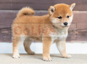 Shiba Inu puppies available for sale