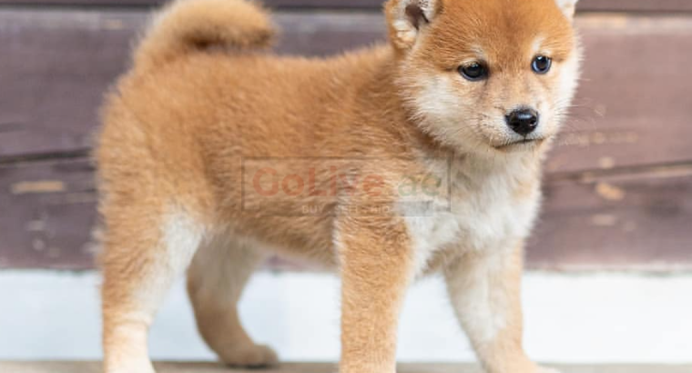 Shiba Inu puppies available for sale