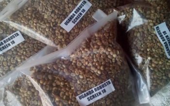 ARABICA AND ROBUSTA COFFEE BEANS