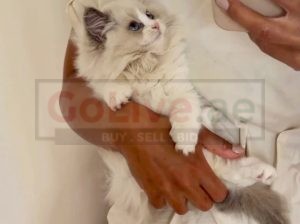 PearlDolls Ragdolls Kittens