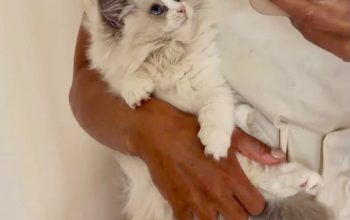 PearlDolls Ragdolls Kittens