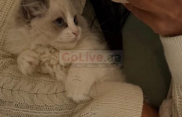 PearlDolls Ragdolls Kittens