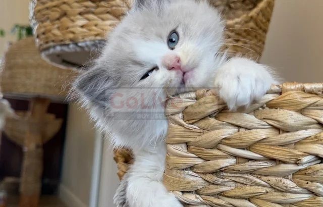 PearlDolls Ragdolls Kittens