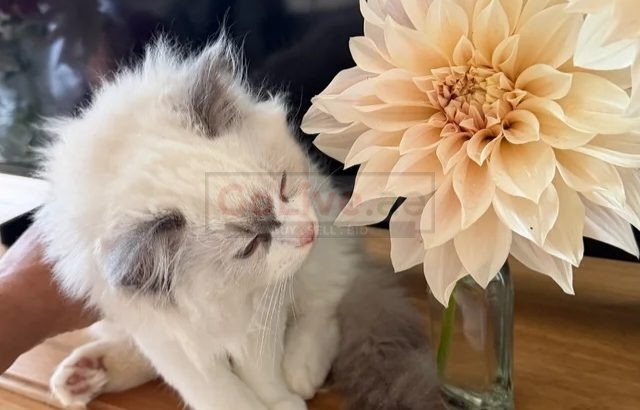 PearlDolls Ragdolls Kittens