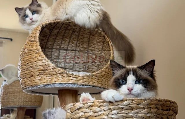 PearlDolls Ragdolls Kittens