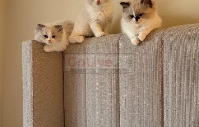 PearlDolls Ragdolls Kittens