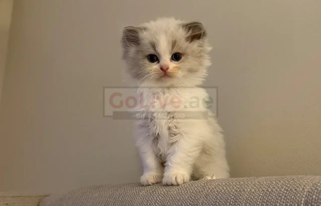 PearlDolls Ragdolls Kittens